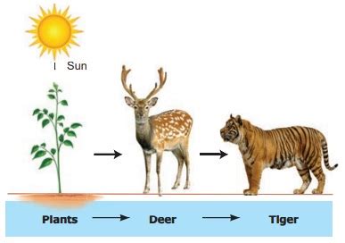 Tiger Food Web