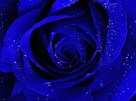 Blue Rose Desktop Wallpaper, Wide High Quality Blue Rose Desktop Wallpaper, #20988