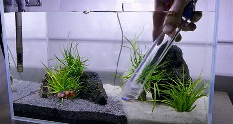 How Often to Clean Betta Fish Tanks? - WZaquarium