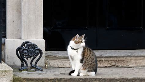 As Cameron moves out, the cat stays put at 10 Downing Street