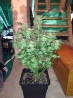 New York 47 (World of Seeds Bank) :: Cannabis Strain Info