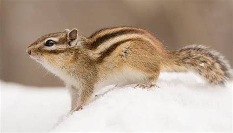 How do Chipmunks Survive in the winter?