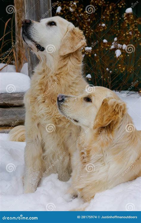 Golden Retriever Dogs In Snow Stock Images - Image: 28175974