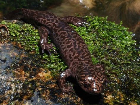 State Amphibian: Idaho Giant Salamander | Giant salamander, Reptiles and amphibians, Salamander