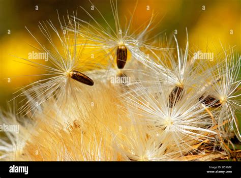 Seed dispersal by the wind Stock Photo - Alamy