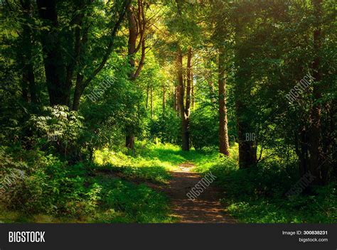 Forest Landscape Sunny Image & Photo (Free Trial) | Bigstock