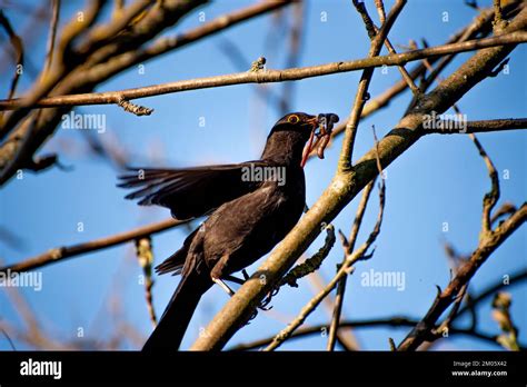 black thrush in spring. a black thrush has an earthworm in its mouth ...