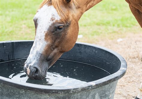 Dehydration in Horses | Avonvale Equine Vet Practice