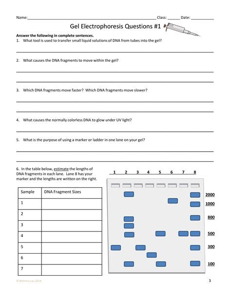 PCR and Gel Electrophoresis worksheet - Coleen Holtz | Library | Formative