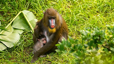 Baby Mandrill Born at Disney's Animal Kingdom