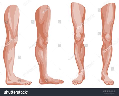 143.254 Illustration Human Leg Images, Stock Photos & Vectors | Shutterstock