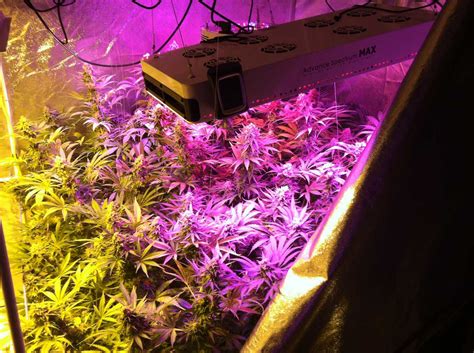 Which LED Grow Lights Are Best for Growing Cannabis? | Grow Weed Easy