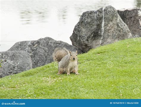 Squirrel on Idaho Falls Greenbelt Stock Image - Image of rodent, idaho ...