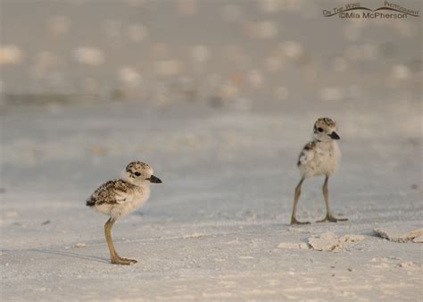 Two Wilson’s Plover chicks – On The Wing Photography