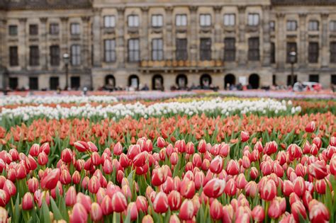 Tulip Festival Amsterdam 2024 Dates - Dede Krysta