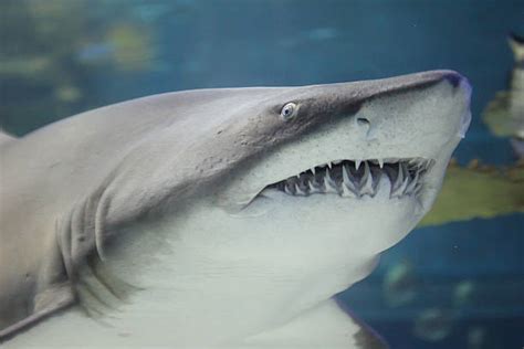 Royalty Free Shark Side View Pictures, Images and Stock Photos - iStock