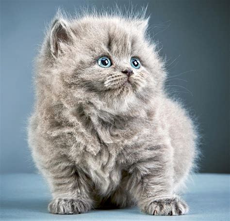 Fluffy Kitty Wallpapers - Wallpaper Cave