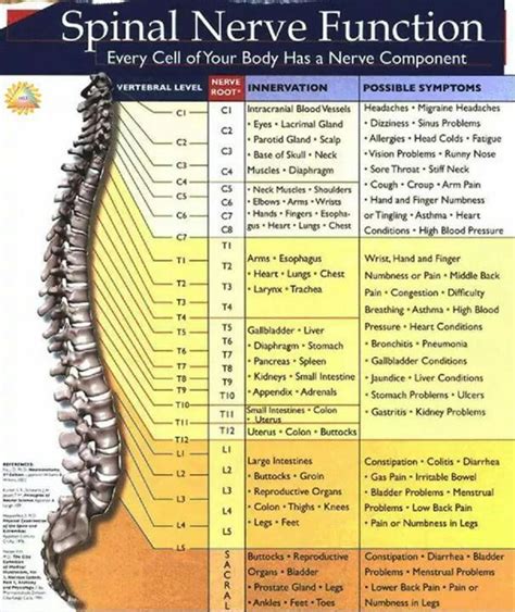 Spinal Nerve Function | Physical therapy, Medical knowledge, Spinal nerve