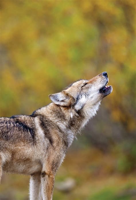 Denali National Park Wolves – intheshadowofthewolf