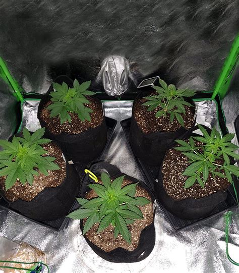 Buy Ghost Rider OG Regular seeds by Karma Genetics Organization ...