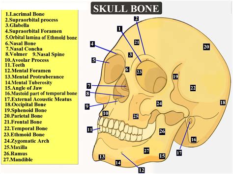 Your skull is made up of 22 different bones | The Fact Base