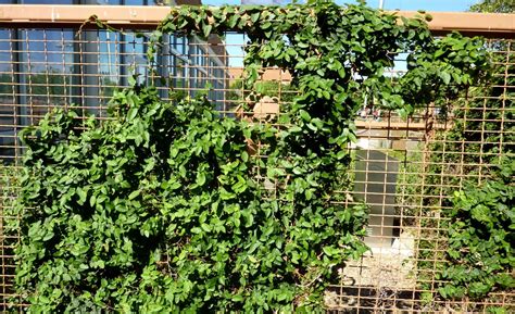 Creeping fig on rio bar - what I would like for the fences | Climbing plants trellis, Vine ...