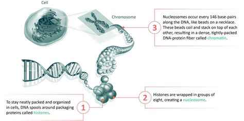 Epigenomics - Tune Therapeutics