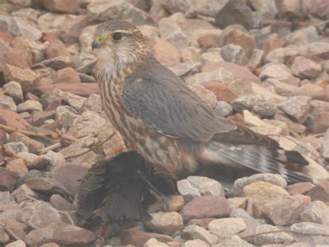 Merlin Falcon - backyard experience - FeederWatch