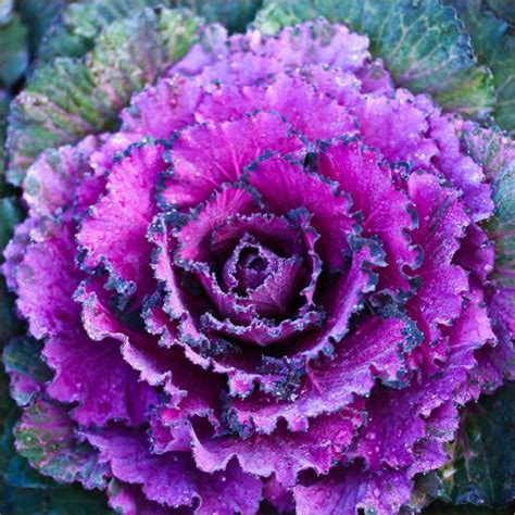 Is Purple Flowering Kale Edible | Best Flower Site