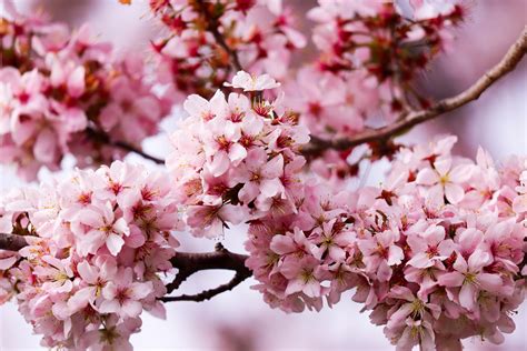 Crab Apple Tree Blossoms