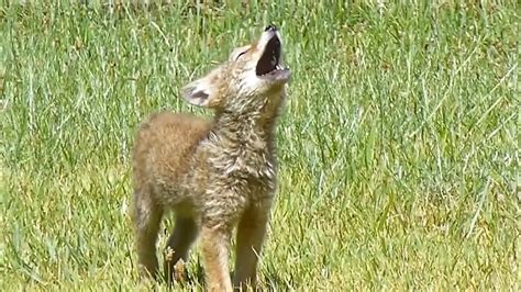 Coyote Pup Howling - NWF | Ranger Rick