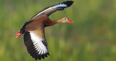 Black-bellied Whistling-Duck Overview, All About Birds, Cornell Lab of ...