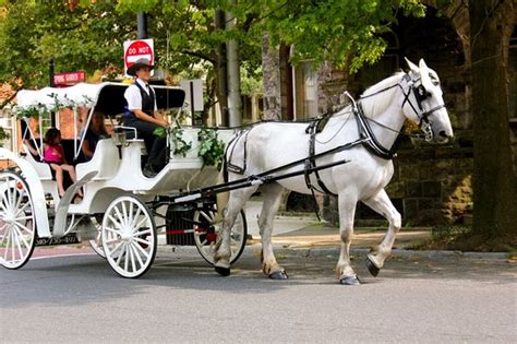 Official Central Park Horse and Carriage Rides (New York City) - 2019 All You Need to Know ...