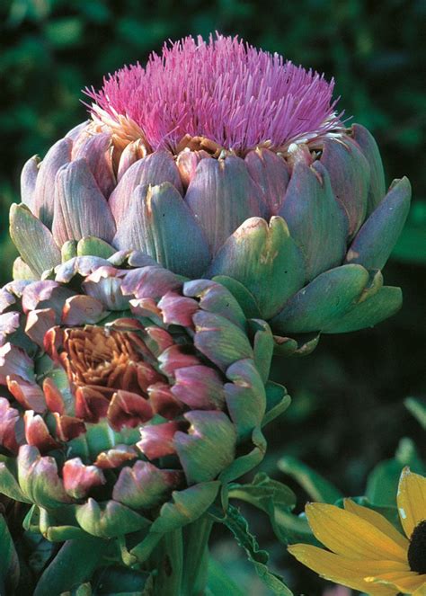 192 best Artichaut images on Pinterest | Artichoke, Artichokes and Botanical drawings