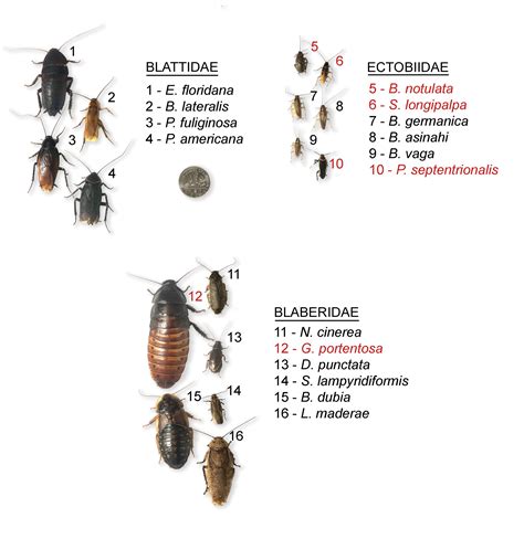 Common Types Of Cockroaches