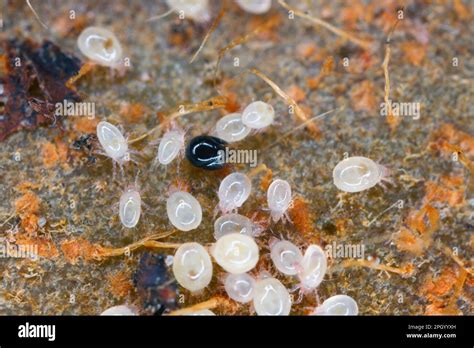 Mites, small arachnids (Acaridae, Oribatid moss mite, Oribatida) on ...