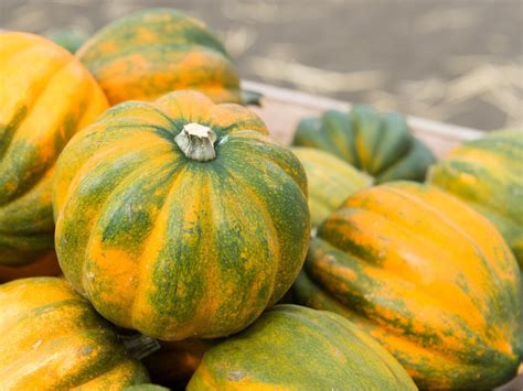 Different Varieties Of Acorn Squash To Grow At Home