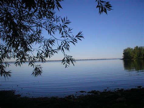 Terrestrial Plants and Lake Ecosystems