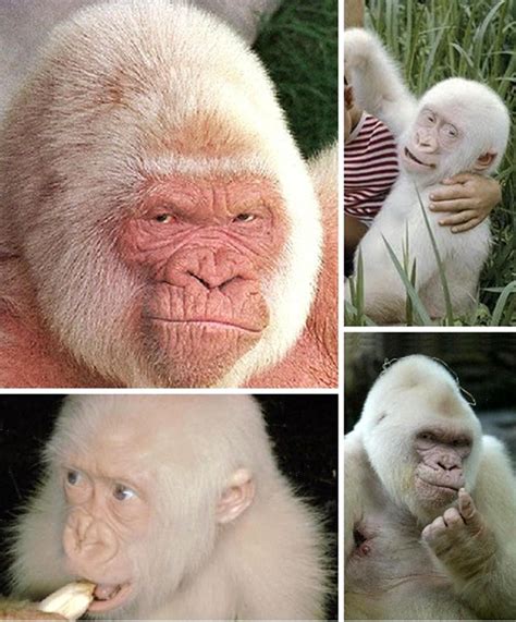 20 Extremely Rare Animals with Albinism (All White Colour) | Albino gorilla, Rare animals, Rare ...