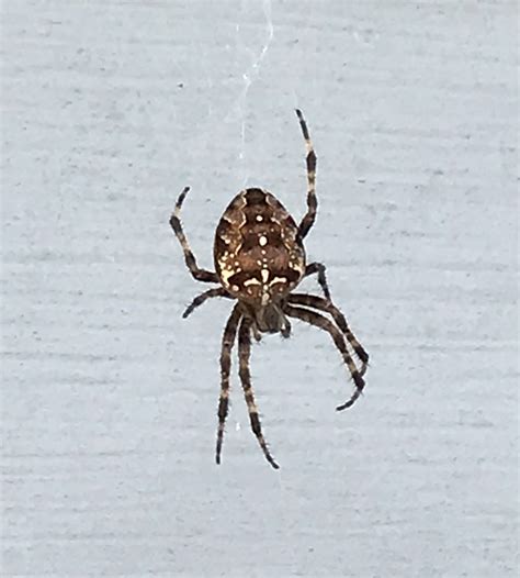 Araneus diadematus (Cross Orb-weaver) in London , Ontario Canada