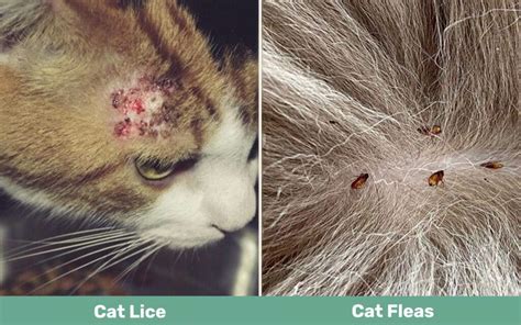 Cat Lice vs Fleas: Vet-Reviewed Key Differences - Catster