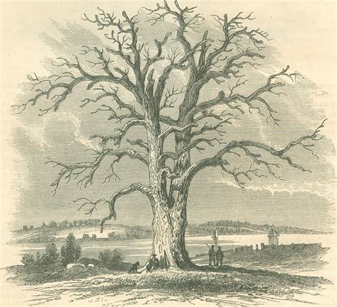 Sycamore Tree Sketch at PaintingValley.com | Explore collection of ...