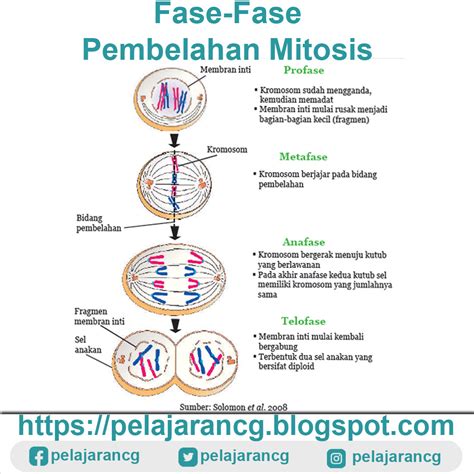 Fase Pembelahan Mitosis