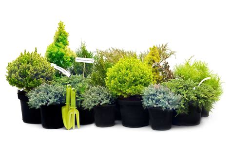 Dwarf Conifers, Conifer Trees, Containers, Small Ornamental Trees | Dwarf conifers, Small ...