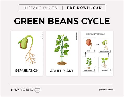 Life Cycle Of A Bean Plant Worksheet