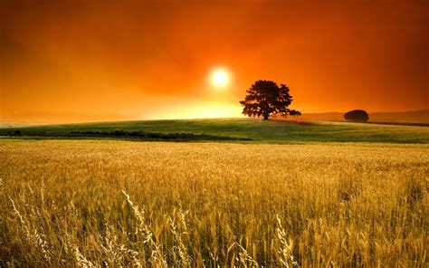 Sunset, Grass field, HD Wallpaper | Rare Gallery