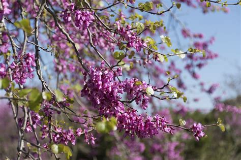 Redbuds are lovely small trees for gardens and backyards. Pruning a redbud tree is essential to ...