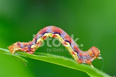 Colorful Caterpillar stock photos - FreeImages.com