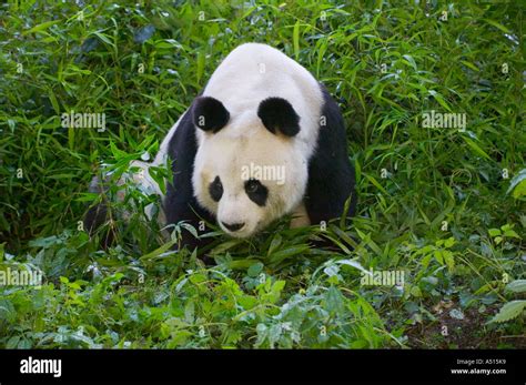 Giant panda in the bamboo forest Wolong Sichuan China Stock Photo ...