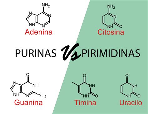 El duelo genético: purinas y pirimidinas, ¿quiénes dominan en el ADN ...